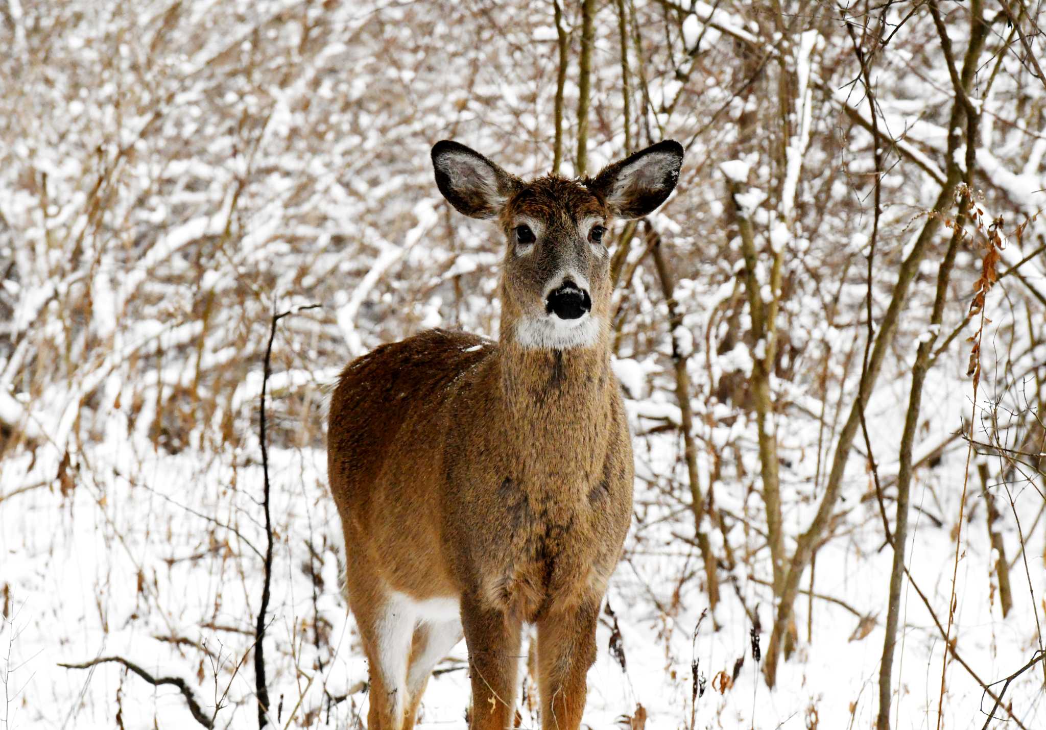 when does hunting season end in new york state