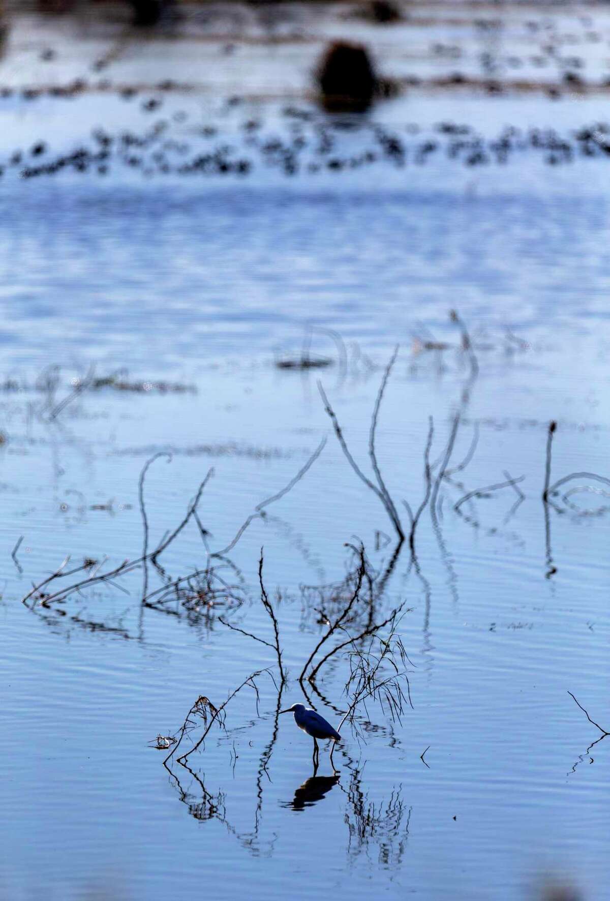 An egret stands among twigs sticking out of the water at the Mitchell Lake Audubon Center on the South Side on Thursday, Jan. 6, 2022.