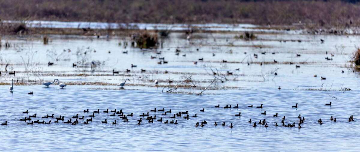 American coots, among other birds, swim at the Mitchell Lake Audubon Center on the South Side on Thursday, Jan. 6, 2022. The warmer-than-usual winter has prompted the coots to stay in the area longer than usual.