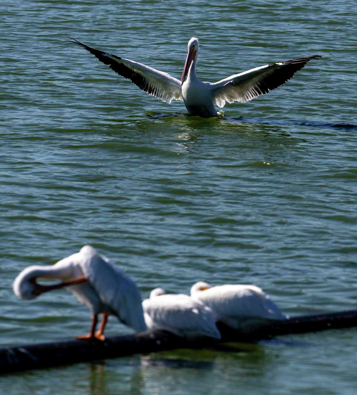 American white pelicans are seen at the Mitchell Lake Audubon Center on the South Side on Thursday, Jan. 6, 2022. Though the pelicans are usual residents of the area, the warmer-than-usual winter has resulted in other migratory birds not following their usual migration patterns.