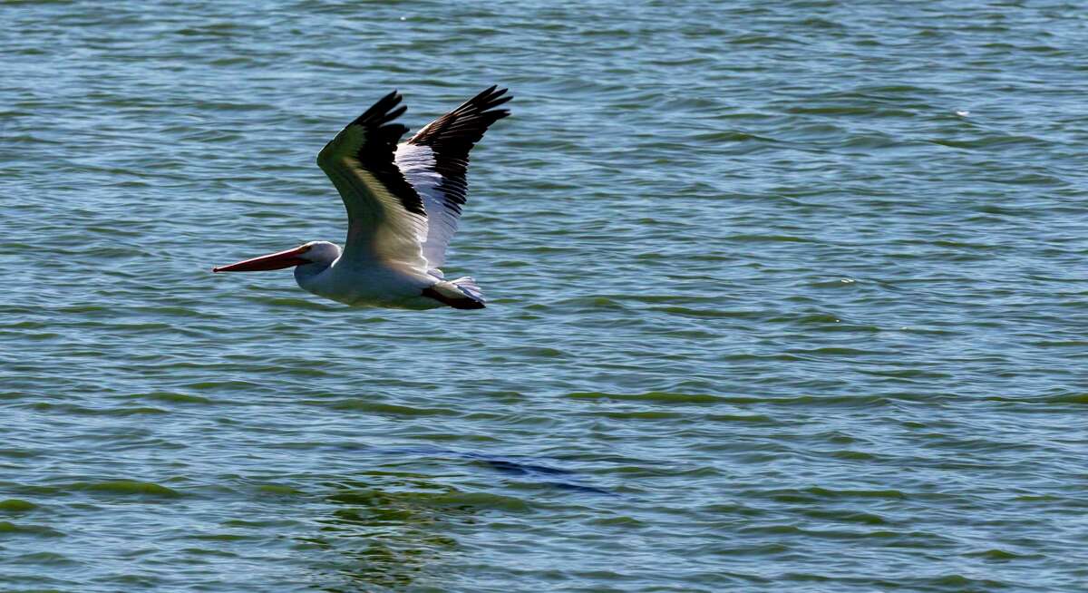 Un pelícano blanco americano vuela a lo largo del agua en el Centro Mitchell Lake Audubon en el lado sur, el jueves 6 de enero de 2022. Si bien los pelícanos son residentes comunes del área, el invierno más cálido de lo habitual provocó que otras aves migratorias no siguieran sus patrones de migración habituales.