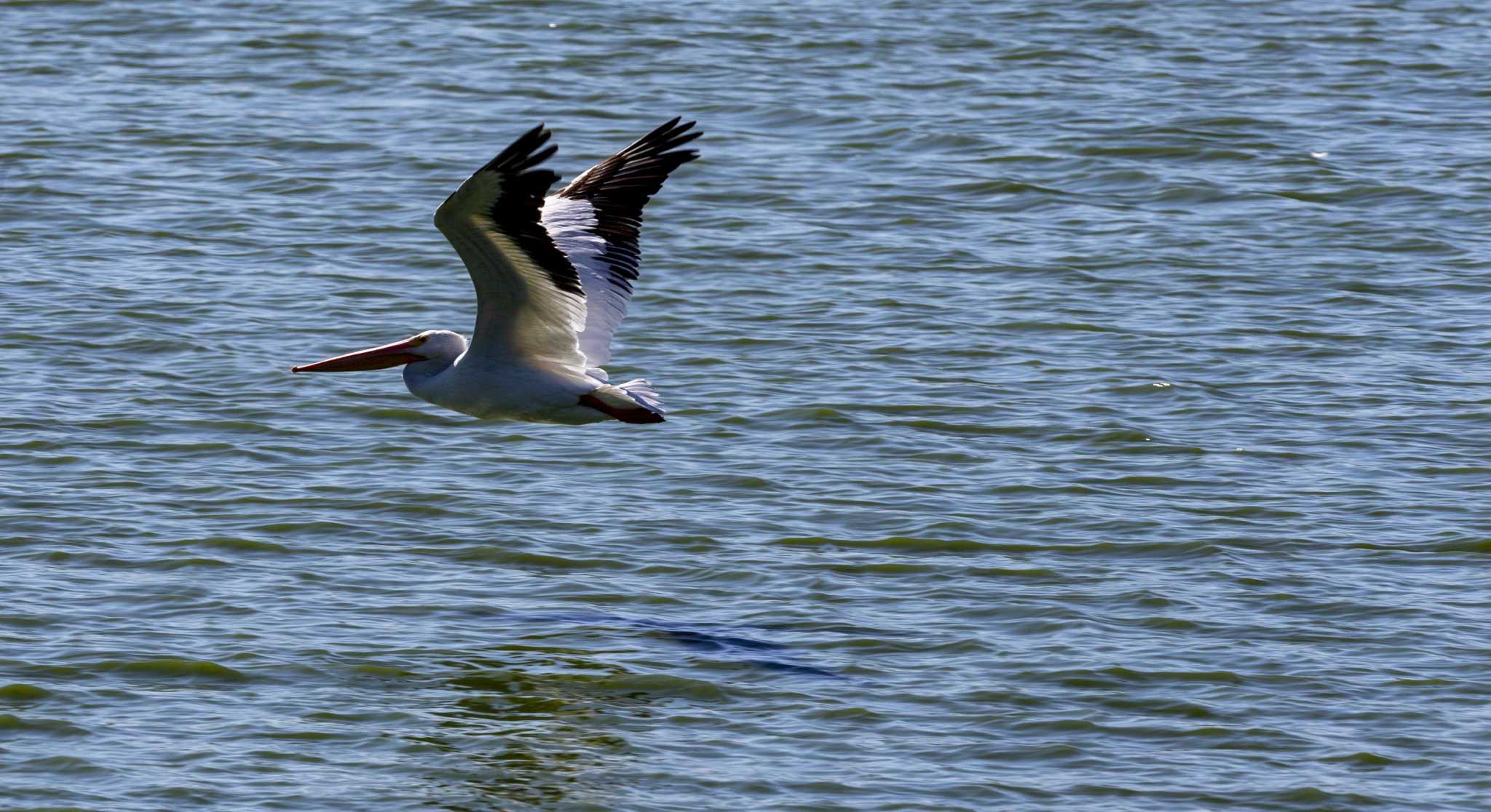Migratory Bird Fest returns to Mitchell Lake Audubon Center - Vimarsana News