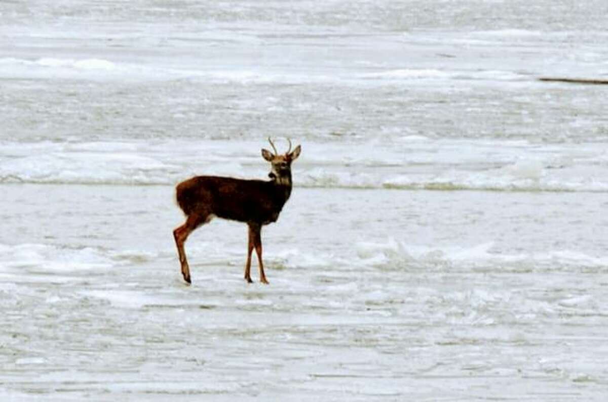 A white-tailed deer makes its way across the frozen Mississippi River near the Jersey County community of Chautauqua on Saturday.