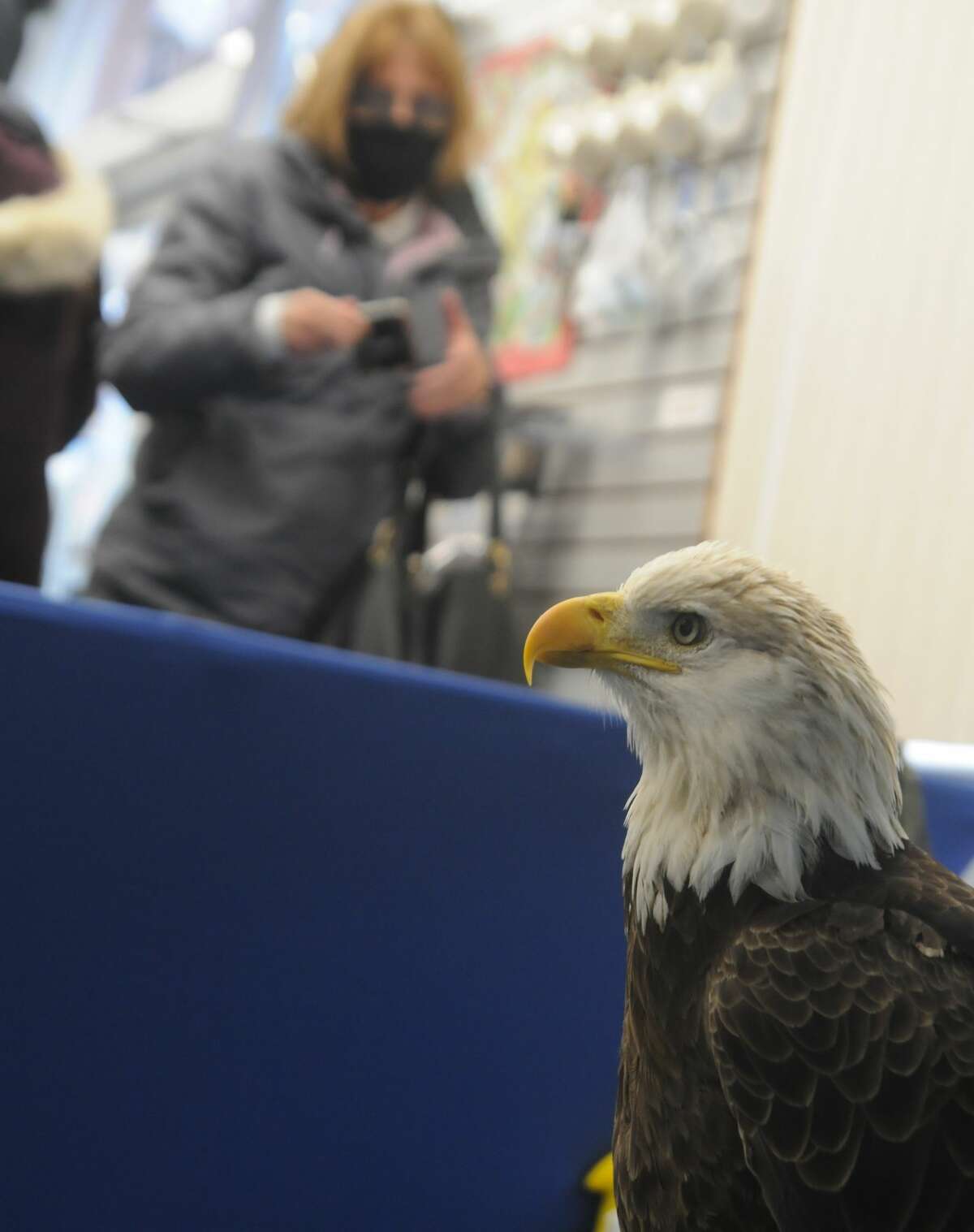 Liberty the bald eagle poses for photos inside the Alton Visitors Center during the Eagle Ice Festival on Saturday.