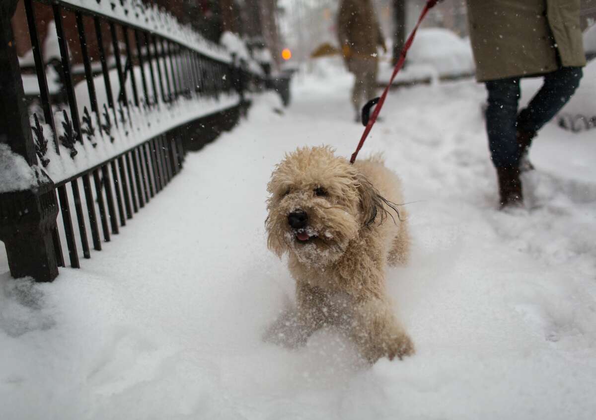 A wheaten terrier is walked by its owner after a 2013 snowstorm in Brooklyn, New York City. Hypothermia and frostbite can be deadly for both strays and even household pets if care is not taken. (Photo by Robert Nickelsberg/Getty Images)