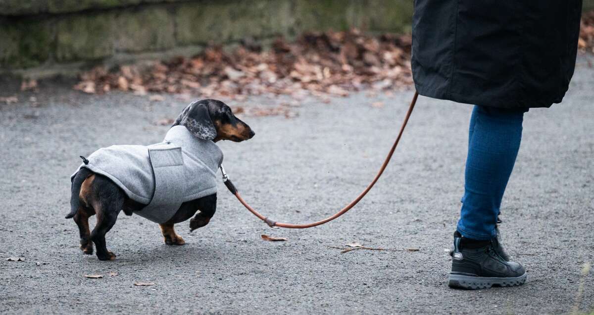 A dachshund wears a dog jacket Dec. 9, 2021, while walking outside in Hanover, Germany. Using a pet jacket is one of the ways your can help your pet stay warm during the winter. (Photo by Julian Stratenschulte/picture alliance via Getty Images)