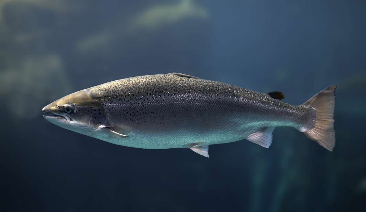 A coho salmon swims underwater.