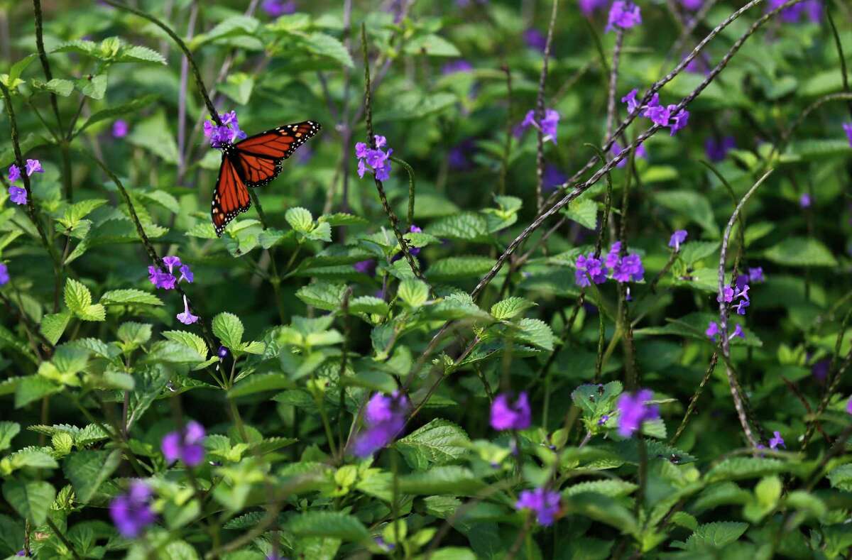 A monarch butterfly rests on Porter weed at the San Antonio Botanical Garden.