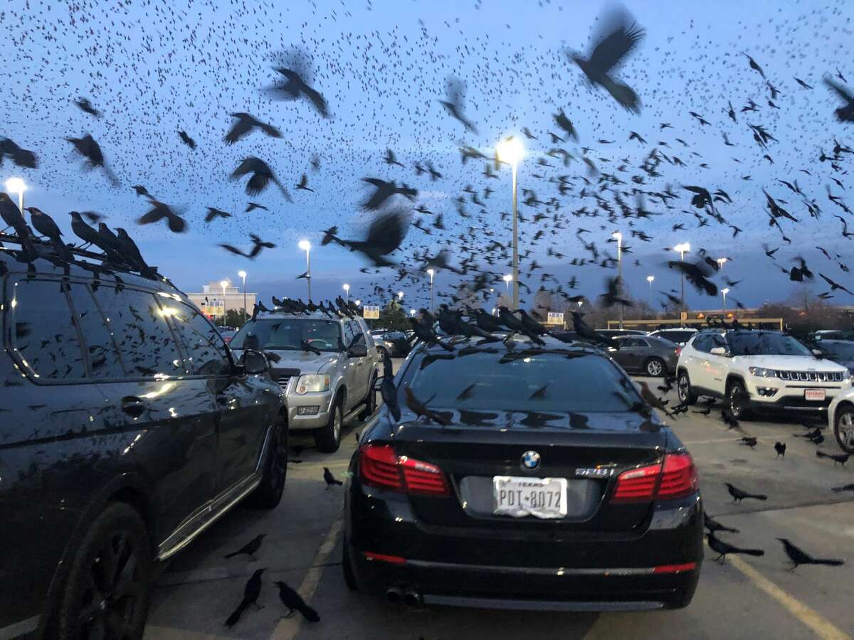 Swarms of black birds are seen flying over a shopping mall parking lot in Frisco, Texas on Jan. 8.