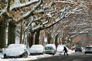 Snow coats trees and cars along Bassett Street in New Haven Jan. 7, 2022.