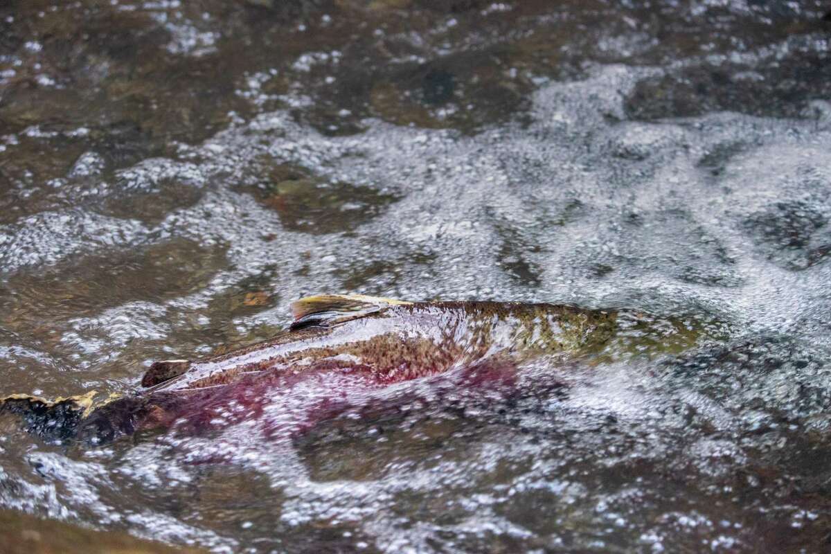 A male coho salmon struggles to swim upstream in the shallow water of Lagunitas Creek during spawning season at the Leo T. Cronin Fish Viewing Area in Lagunitas (Marin County).