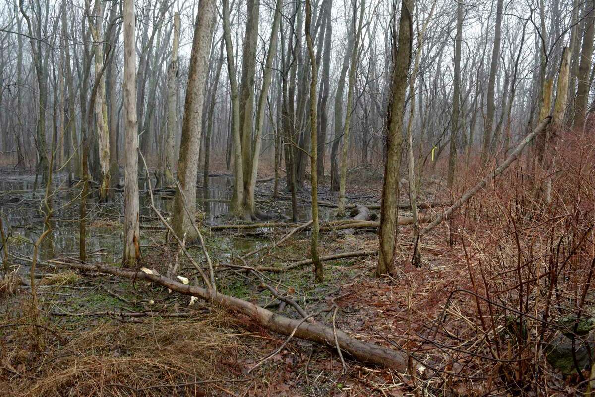 State Wildlife Management Area behind the Putnam Diner in Patterson, N.Y., where LaelCira DeLima’s remains were found by a hunter in February 2020. The diner parking lot was the location where DeLima’s car was found in November 2017.