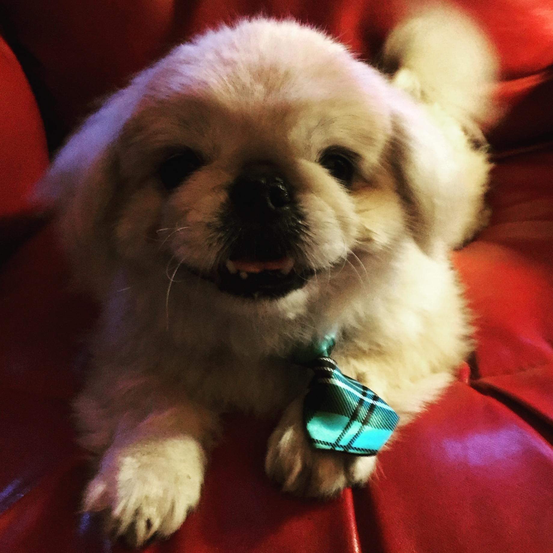 RIP Buddyboy, a family's accidental best friend for 15 years - Vimarsana News