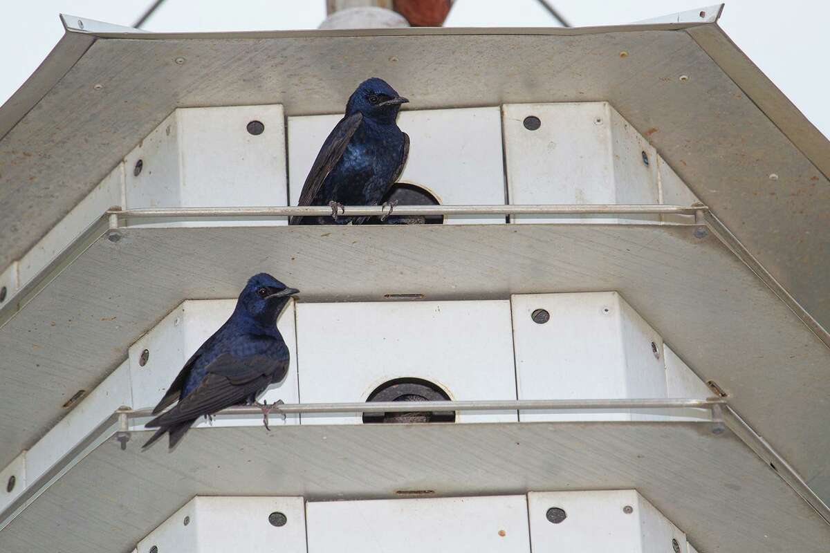 Purple martin scouts, or older males, are searching neighborhoods for nesting location. Photo Credit: Kathy Adams Clark. Restricted use.