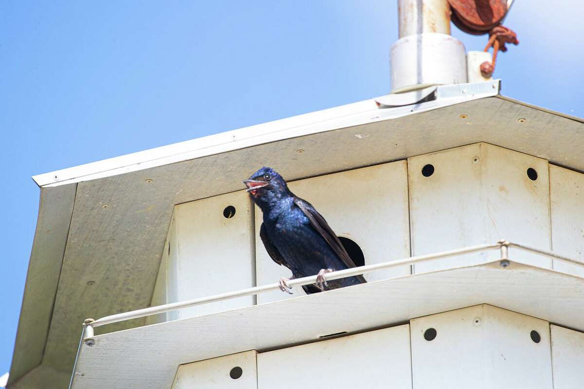 Purple martin scouts, or older males, are scouting neighborhoods for nesting location. Now is the time to install or clean a purple martin nesting site. Photo Credit: Kathy Adams Clark. Restricted use.
