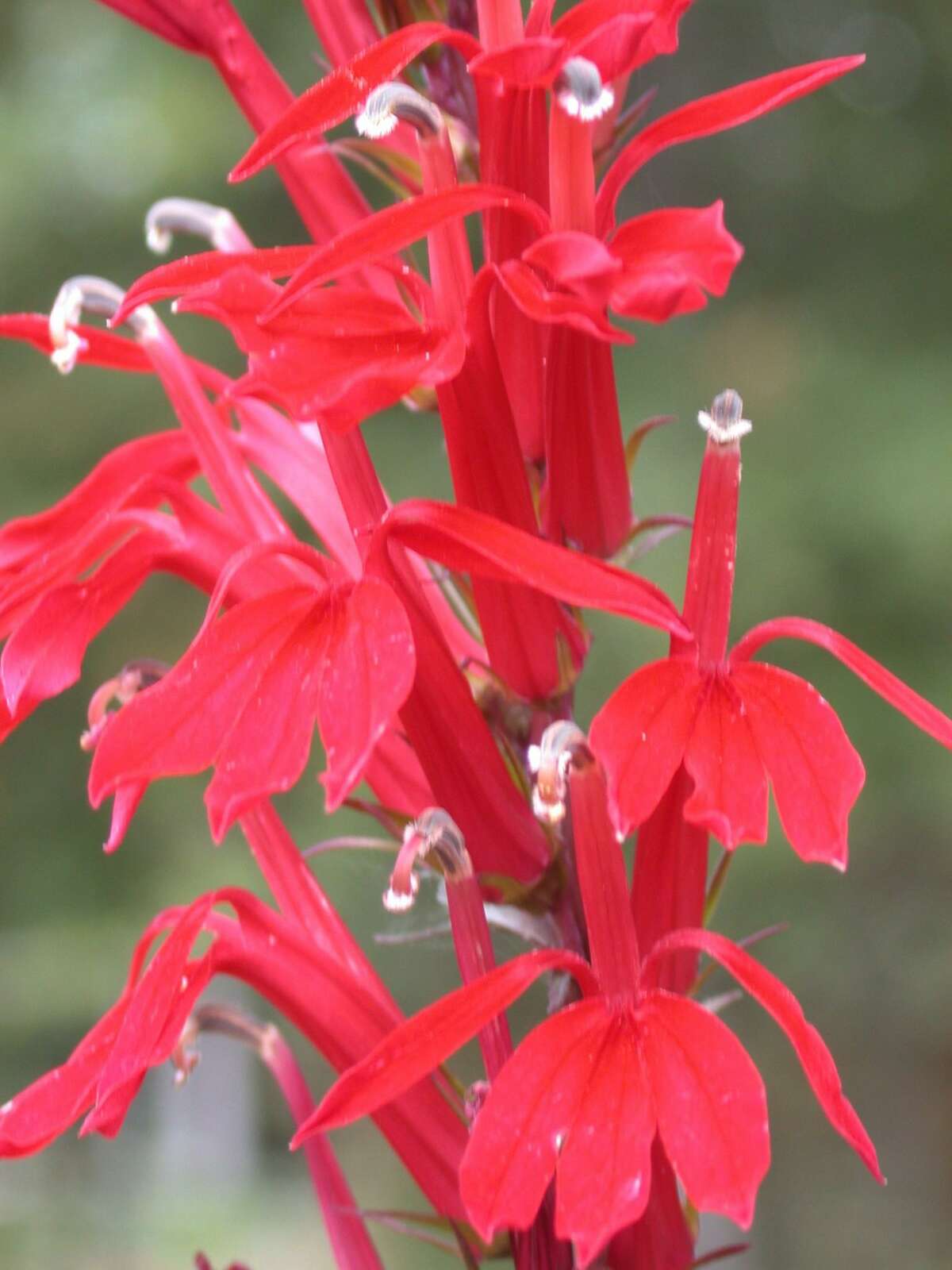 Lobelia cardinalis is konwn as the cardinal flower.