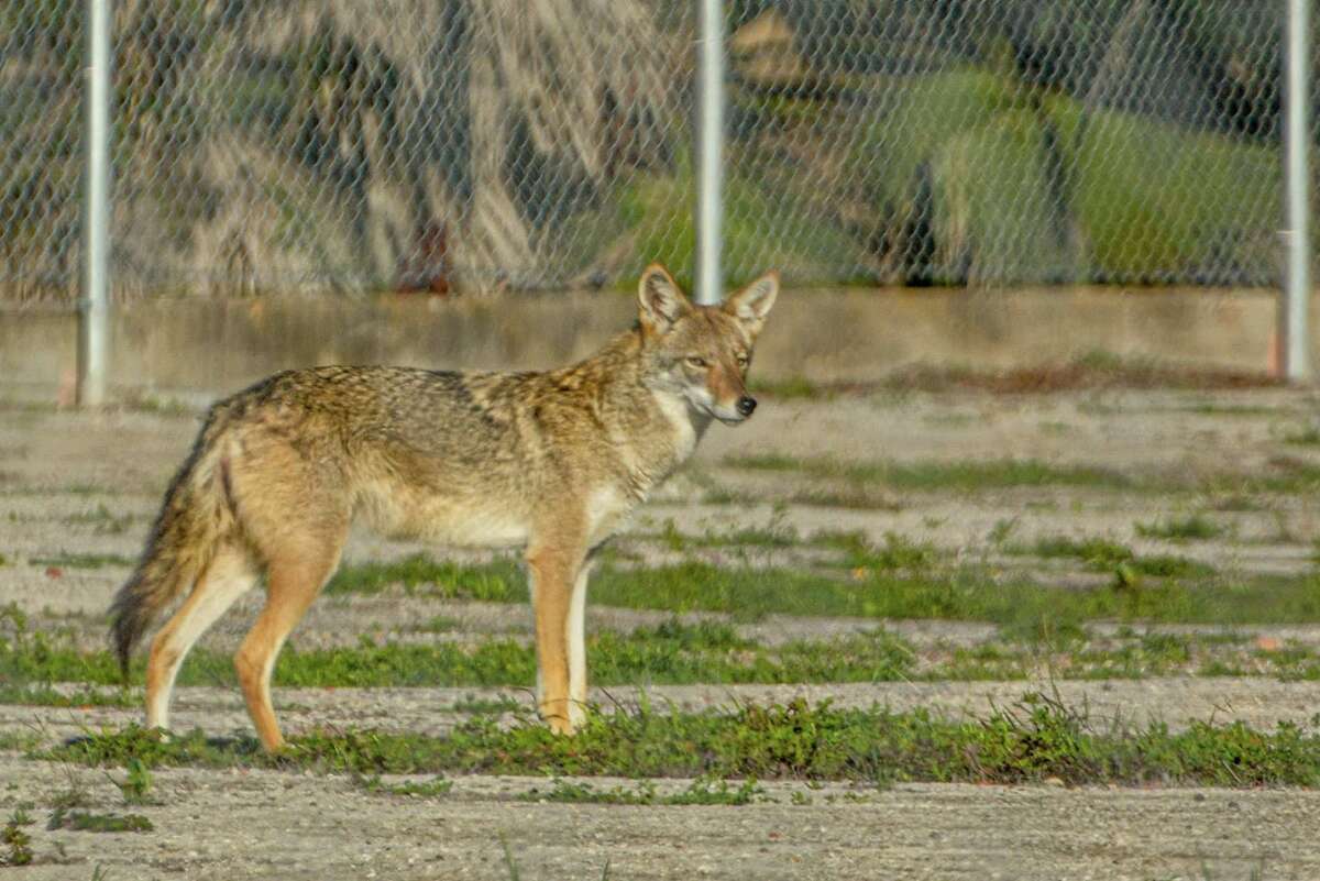 Orașul Galveston lucrează pentru a urmări populația sa unică de coioți asociată cu rari lupi roșii printr-un nou dispozitiv de raportare în masă și gulere GPS. 