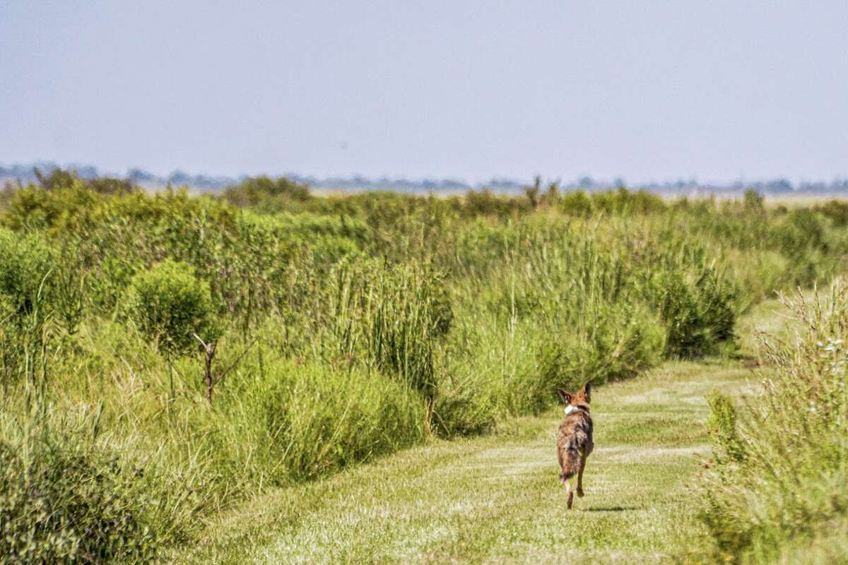 A Galveston coyote is seen after being released with a GPS collar. 