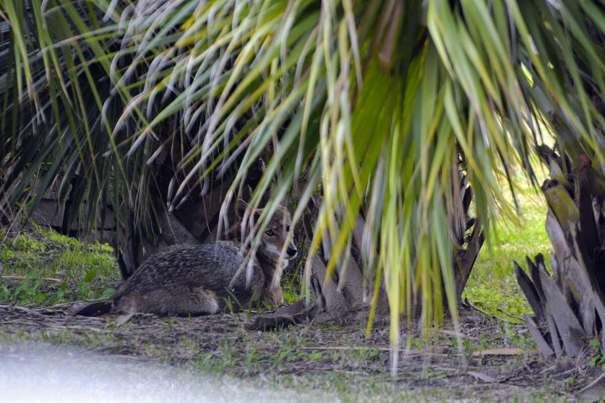 What to know about Galveston 'ghost wolves,' as sightings increase