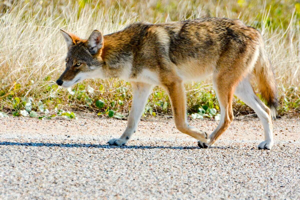 Orașul Galveston lucrează pentru a urmări populația sa unică de coioți asociată cu rari lupi roșii printr-un nou dispozitiv de raportare în masă și gulere GPS. 