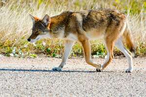Houston coyotes will keep popping up in places like Memorial Park