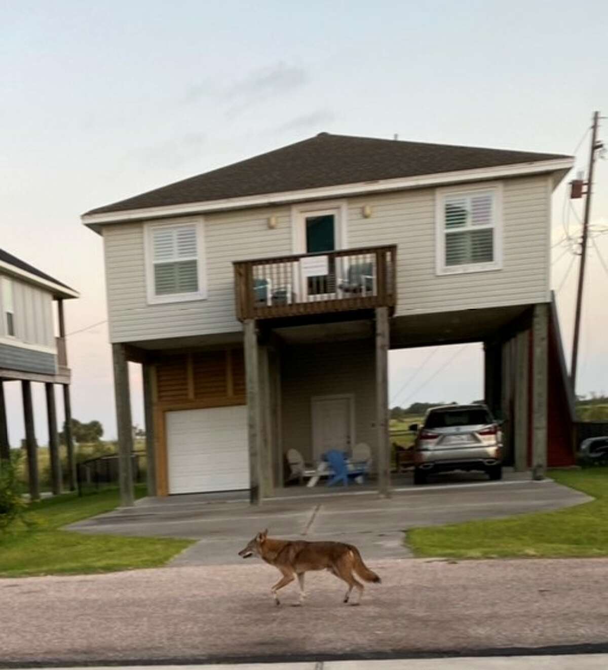 Mauri Isaacs Horton, care locuiește în Galveston, a văzut coiotul pe strada lui în octombrie. 