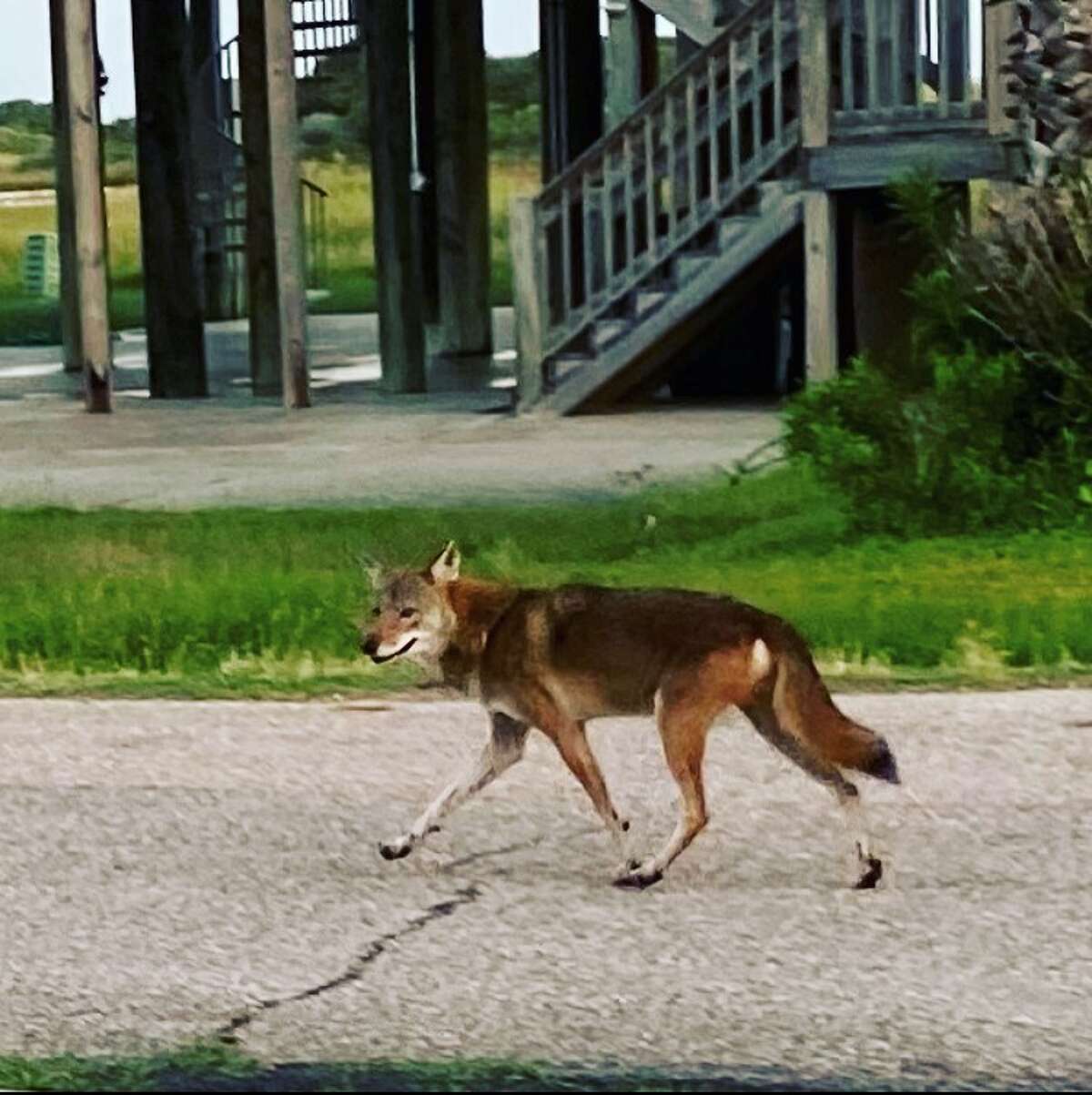 Galveston resident Maury Isaacs Horton spotted this coyote on his street in October. 
