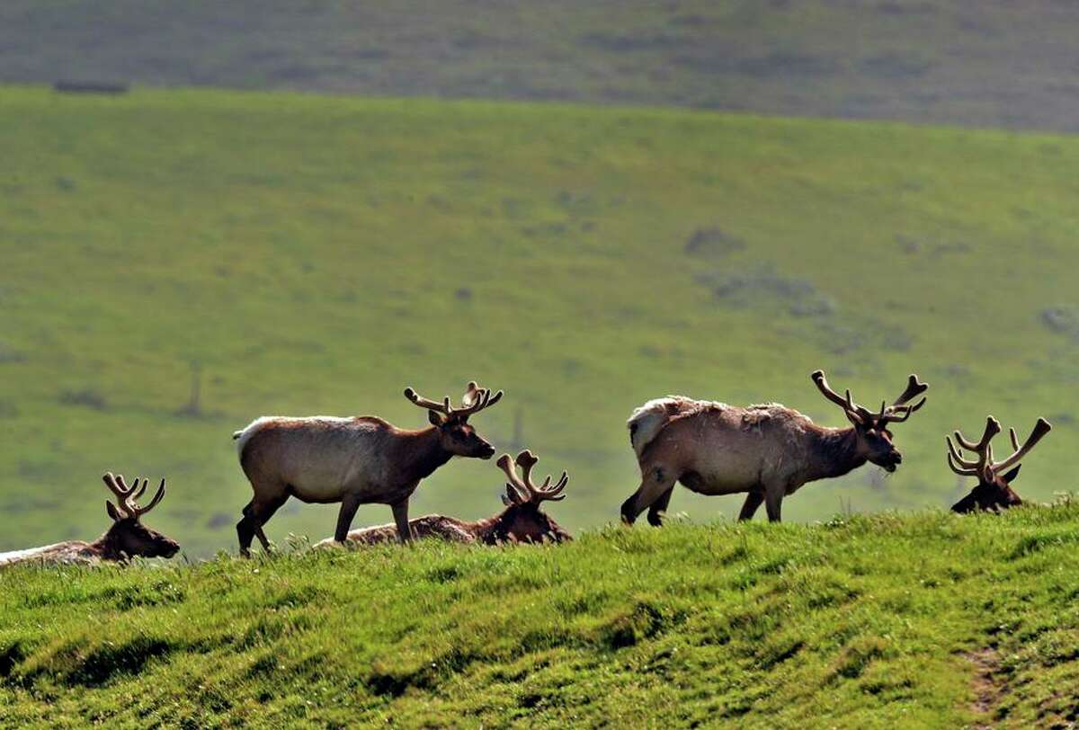 A group of tule elk graze in a field along Drake’s Beach Road at the Point Reyes National Seashore on April 12, 2020. A lawsuit filed this week seeks to protect the elk by curtailing cattle ranching in the park.