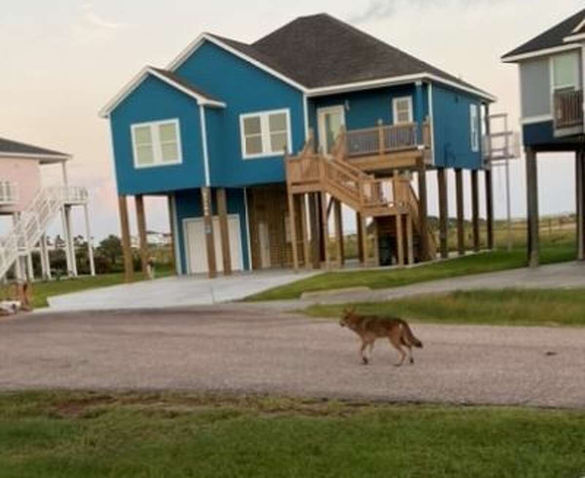 Galveston resident Maury Isaacs Horton spotted this coyote on his street in October. 