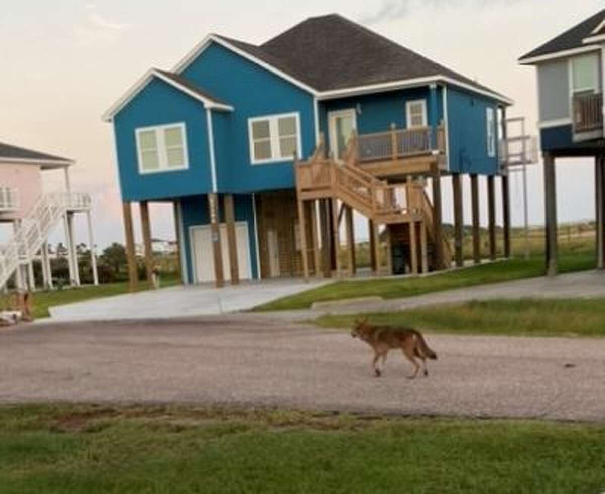 What to know about Galveston 'ghost wolves,' as sightings increase