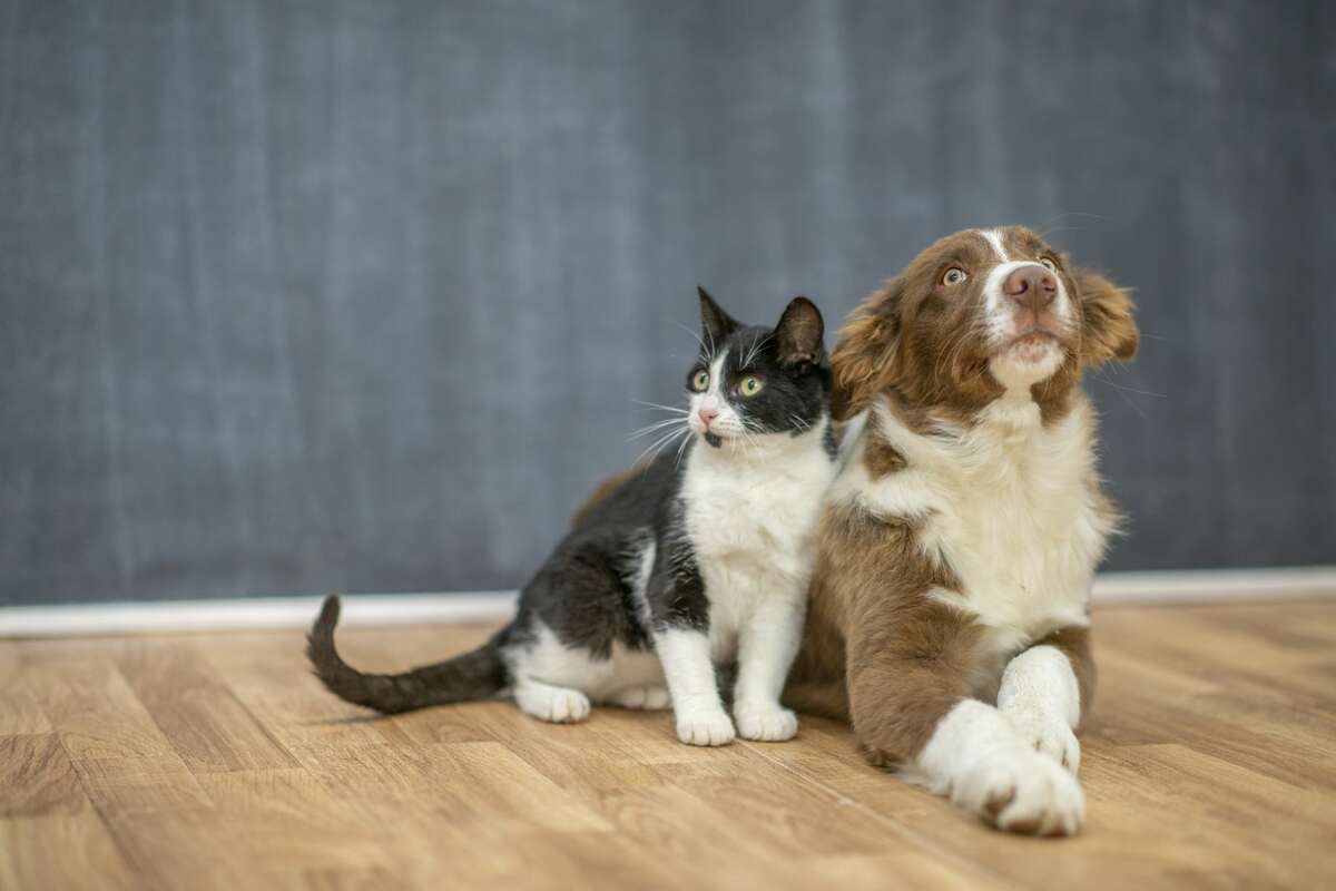 A duo of a cat and a dog.