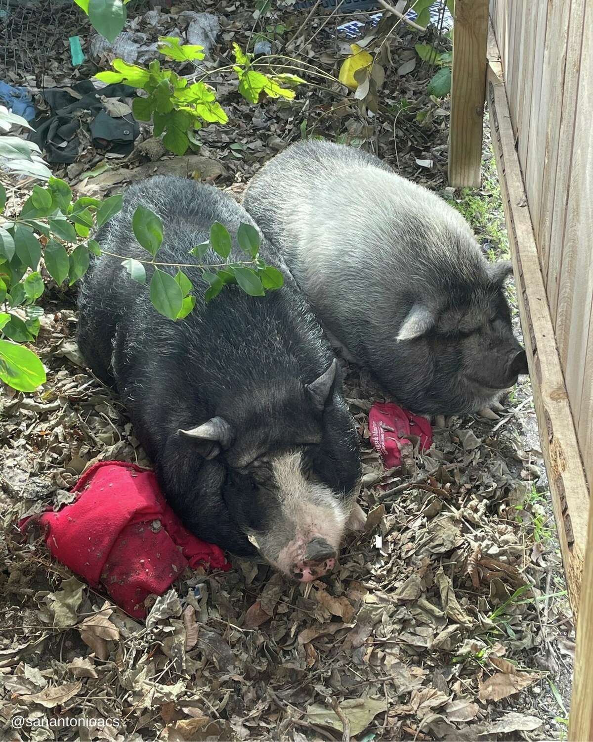 San Antonio's Animal Care Services says it now has six pigs at its location. 