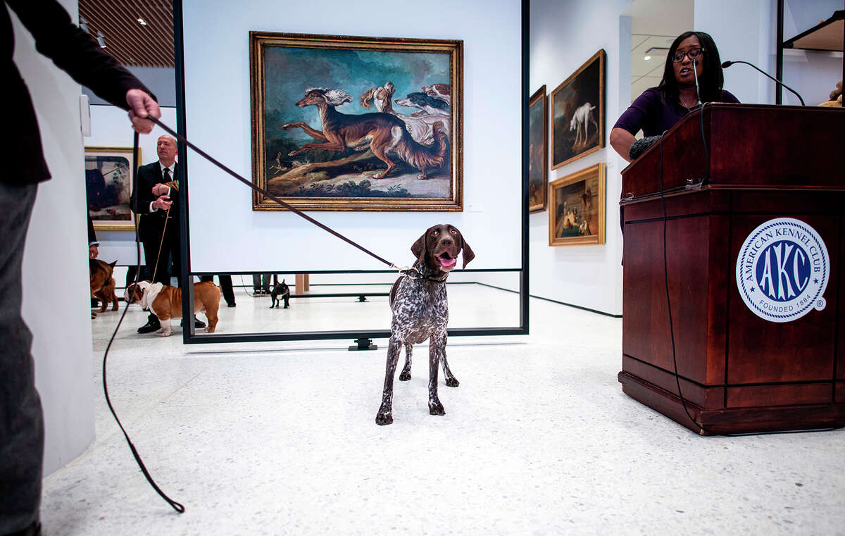 A German Shorthaired Pointer poses at the American Kennel Club's (AKC) Museum of the Dog during the announcement of the most popular breed on March 20, 2019, in New York City. 