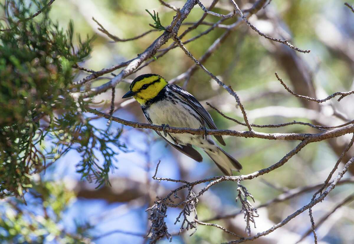 A male golden-cheeked warbler forages for insects in the Ashe juniper and oak forest of Friedrich Wilderness Park on the outskirts of San Antonio. Photo Credit: Kathy Adams Clark. Restricted use.