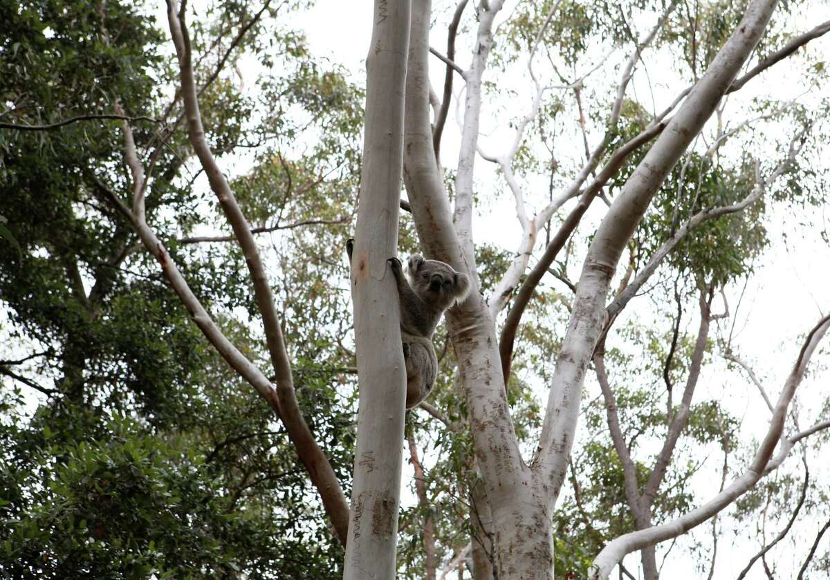A koala clings to a eucalyptus tree near Yengo National Park, a few hours north of Sydney.