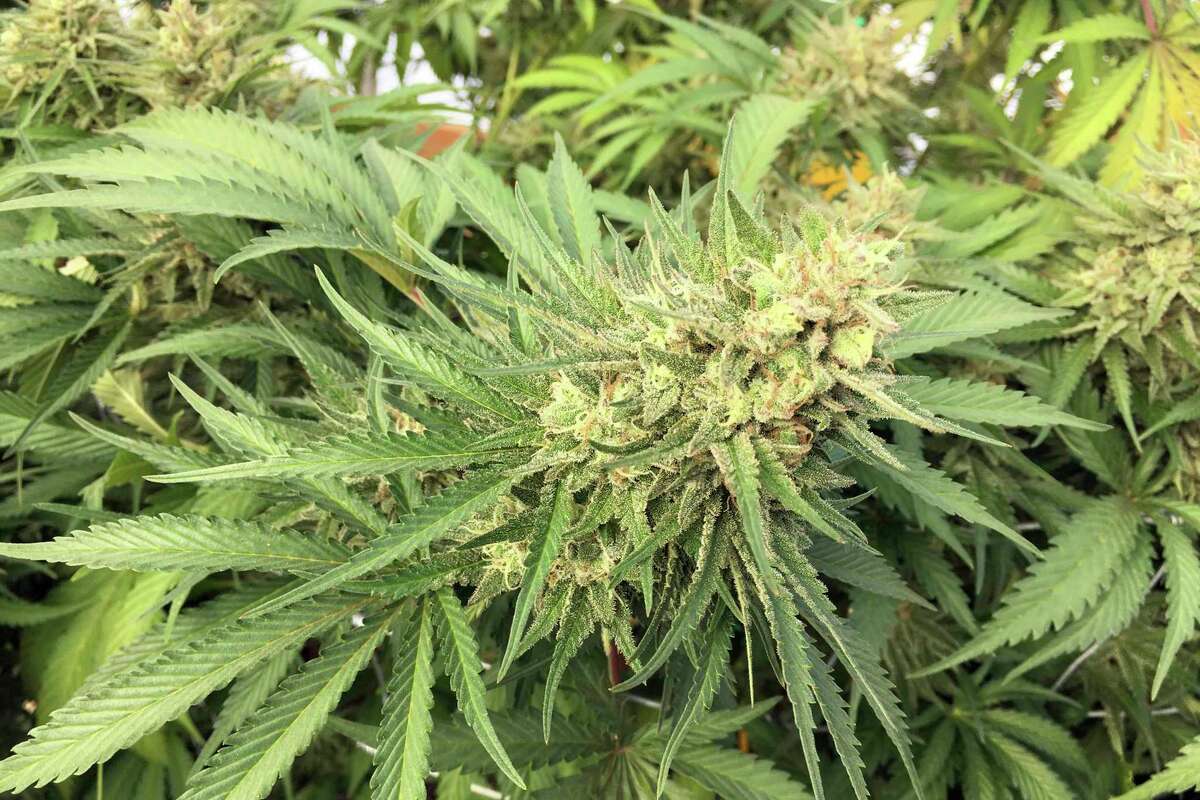 FILE - A marijuana bud is seen before harvest near Corvallis, Ore. on Sept. 30, 2016. Seven years after Oregon voters passed a ballot measure legalizing the recreational use of marijuana and its regulated cultivation and sale, the state is grappling with an explosion of illegal marijuana farms, and after hearing testimony during the week of Dec. 13, 2021, the Oregon Legislature dedicated $25 million to combatting them. (AP Photo/Andrew Selsky, File)