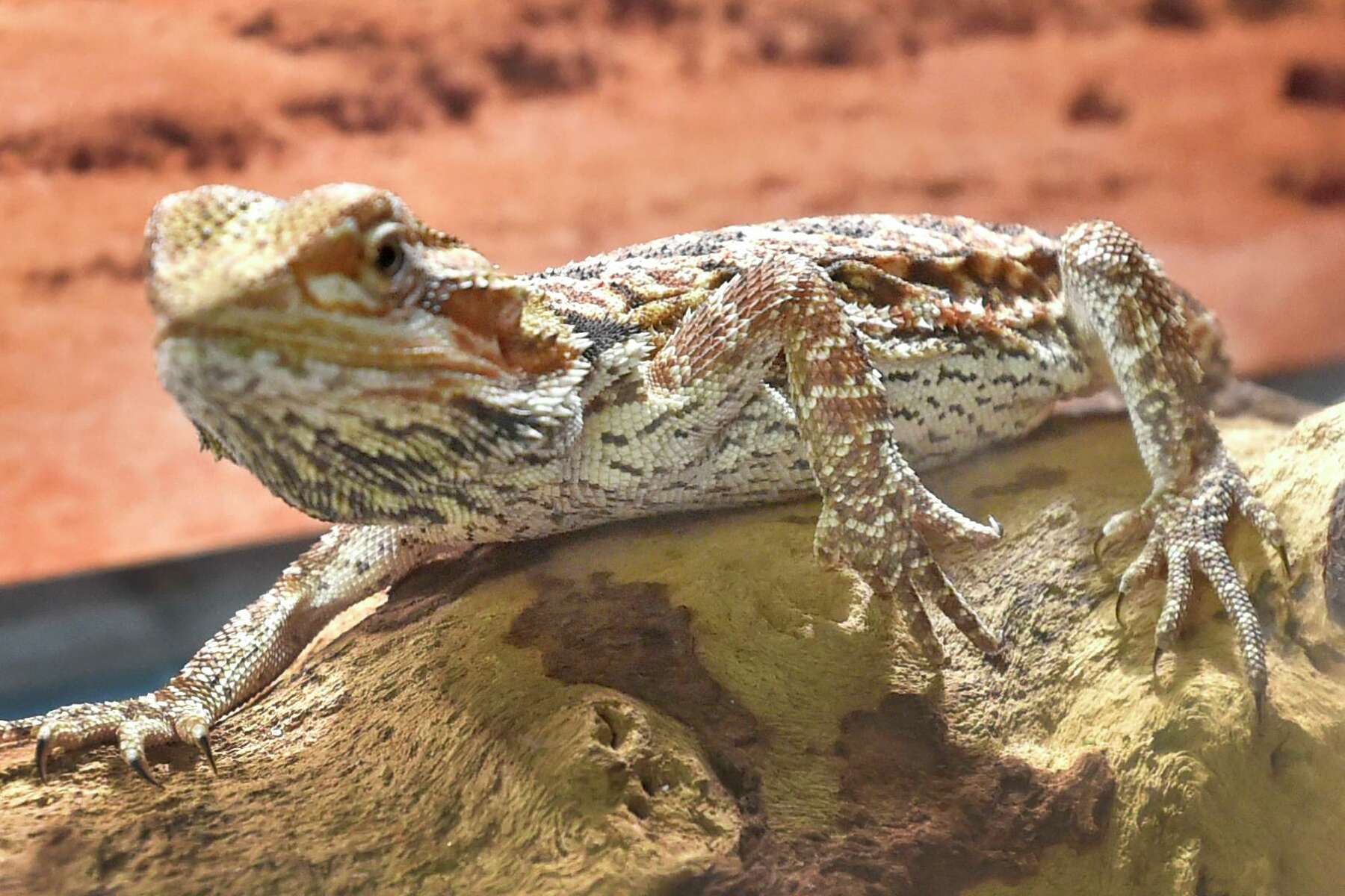 Can Dogs Get Salmonella From Lizards