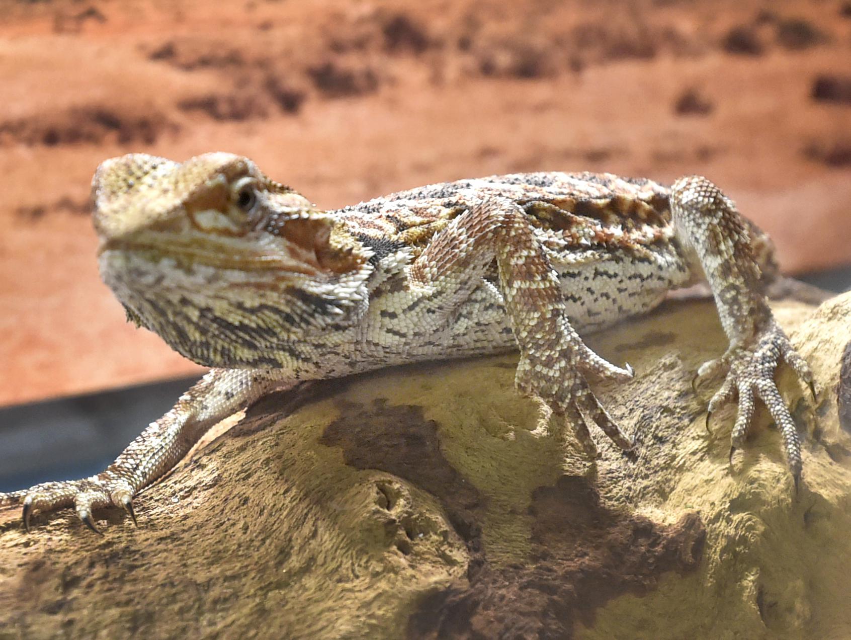 Bearded dragon lizards behind salmonella outbreak, CDC says