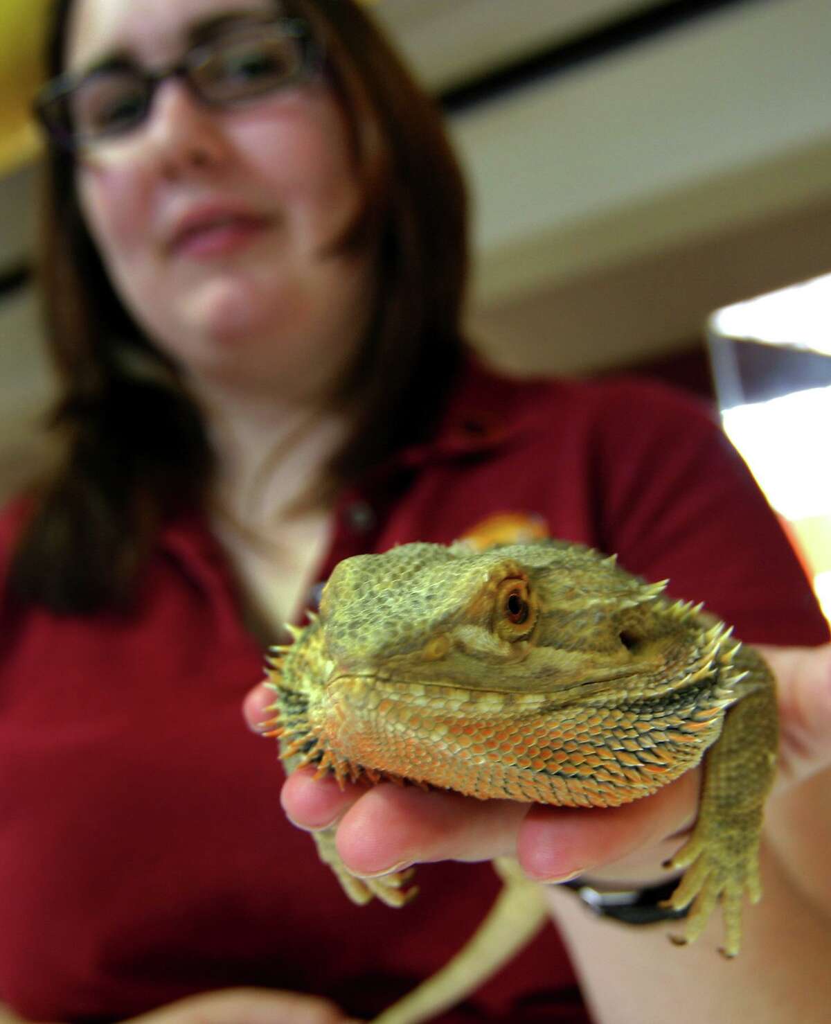 Bearded dragon lizards behind salmonella outbreak, CDC says