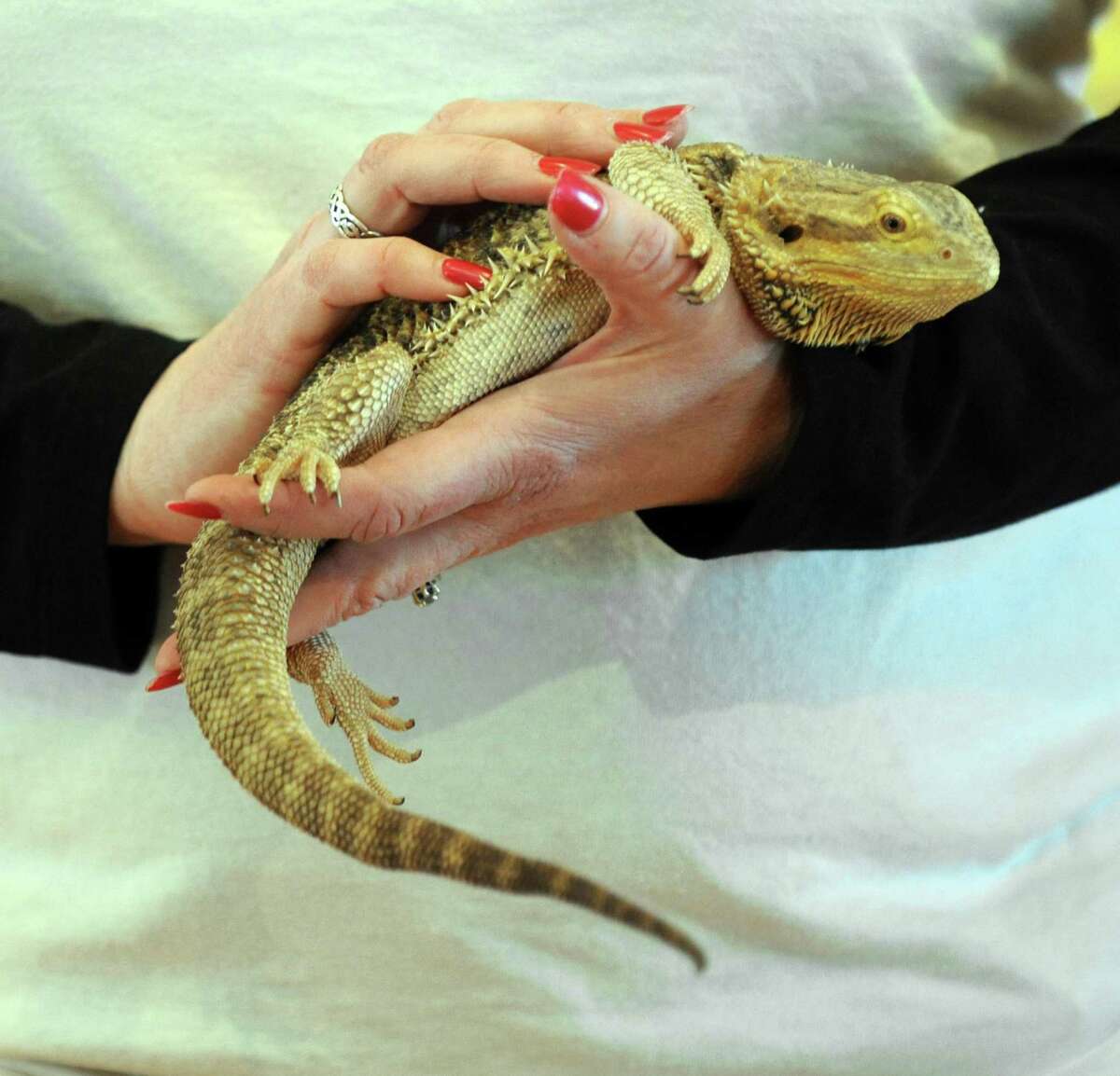 Bearded dragon lizards behind salmonella outbreak, CDC says