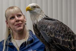 An Eagle Meet and Greet is planned at the Grafton Visitor Center, 950 E. Main St., from 10 a.m.-2 p.m. Saturday, Jan. 15.