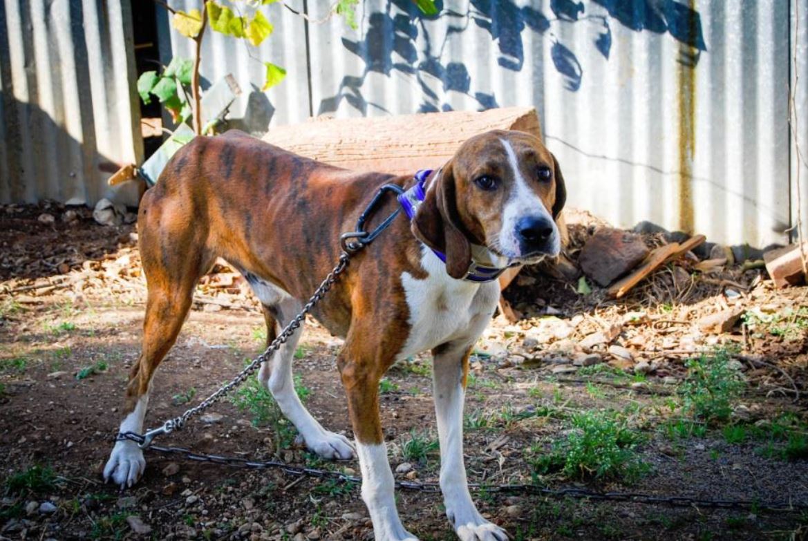 What outdoor dog owners need to know before Texas' new chain tether ban