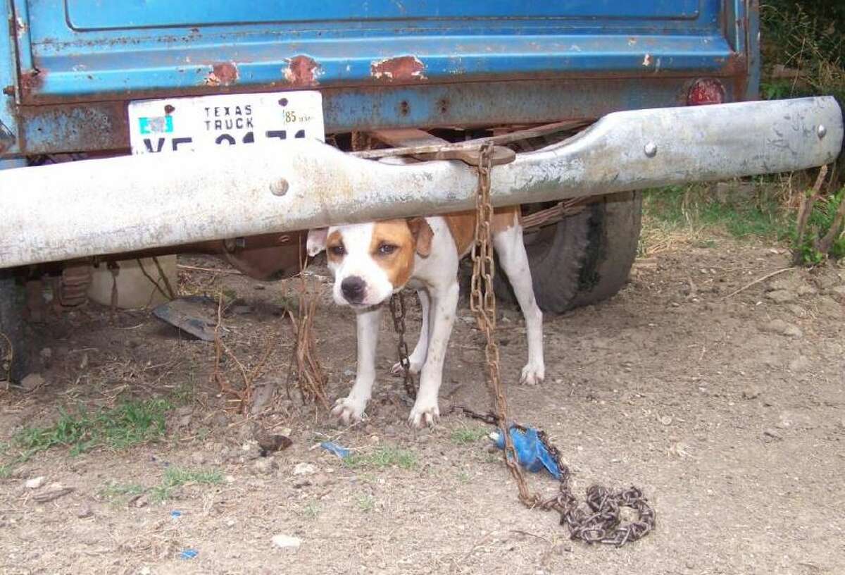 What outdoor dog owners need to know before Texas' new chain tether ban