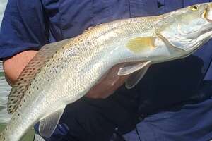 Wildlife seeks public input on speckled trout regulations