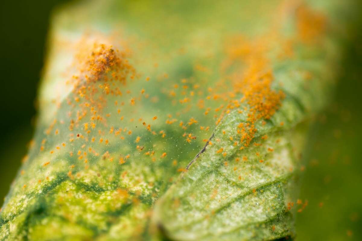 Spider mites are small and oval-shaped. They have sucking mouthparts and will feed on sap from plants. Their feeding damage often causes plants to have a speckled or mottled appearance. 