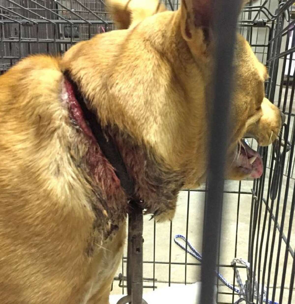 Improperly-fitted collars or heavy chains can sometimes become embedded into a dog's neck, leading to serious injuries. 