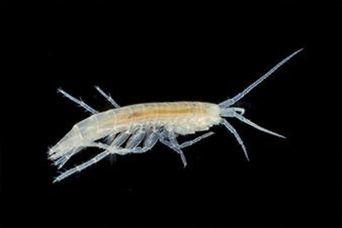 The Peck's Cave amphipod is slightly larger than its dry beetle brethren - it can grow to about half an inch, it has five pairs of legs and two sets of antennae.
