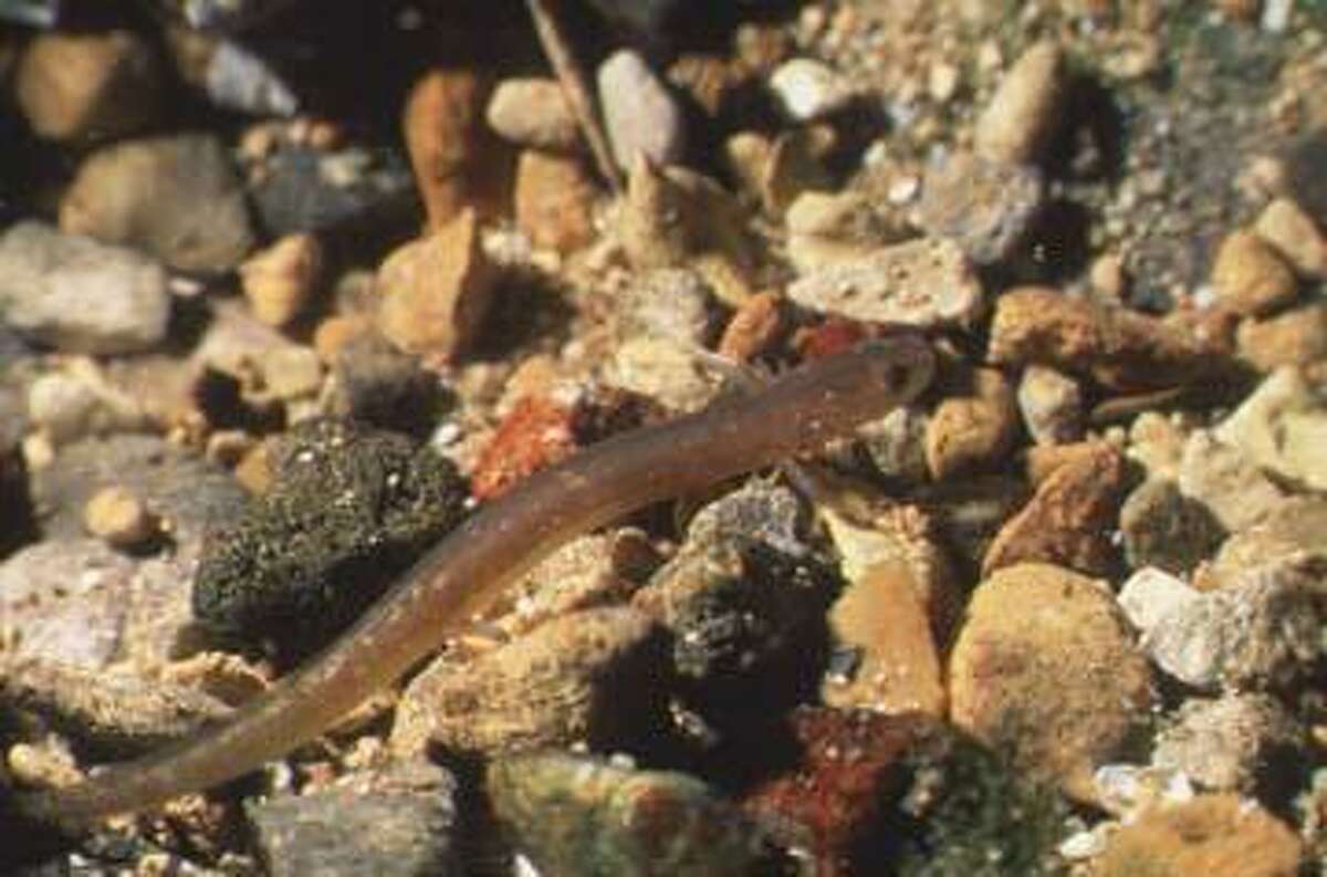 The San Marcos Salamander is one of seven endangered species in the San Marcos River.