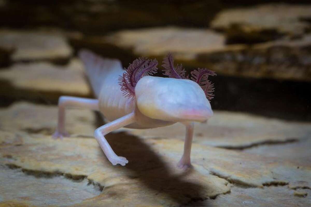 Texas blind salamander