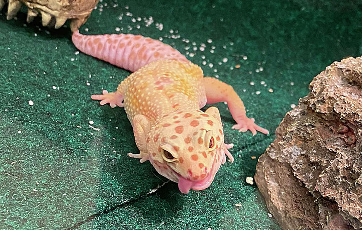 Elkton couple Brian Logsdon and Allyson Krause opened VIBE UP! as a way to sell their hand-crafted, custom goods normally sold online in a physical location last summer. Cleo, an albino gecko, calls the shop home.